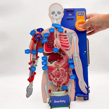 Interactive Human Body Model| Ages 8 - 14 years | Learn about Body Organs